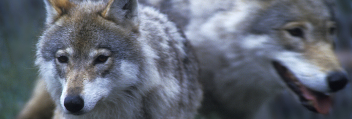  ULV:  Ulven er ikke alltid populær. Den dreper husdyr som sauer. Men regjeringen vil beskytte ulvene. 