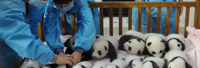 PANDA-LYKKE:  14 panda-valper ble vist frem i Kina. Pandaer står i fare for å bli utryddet. Derfor er det bra disse pandaene ble født.